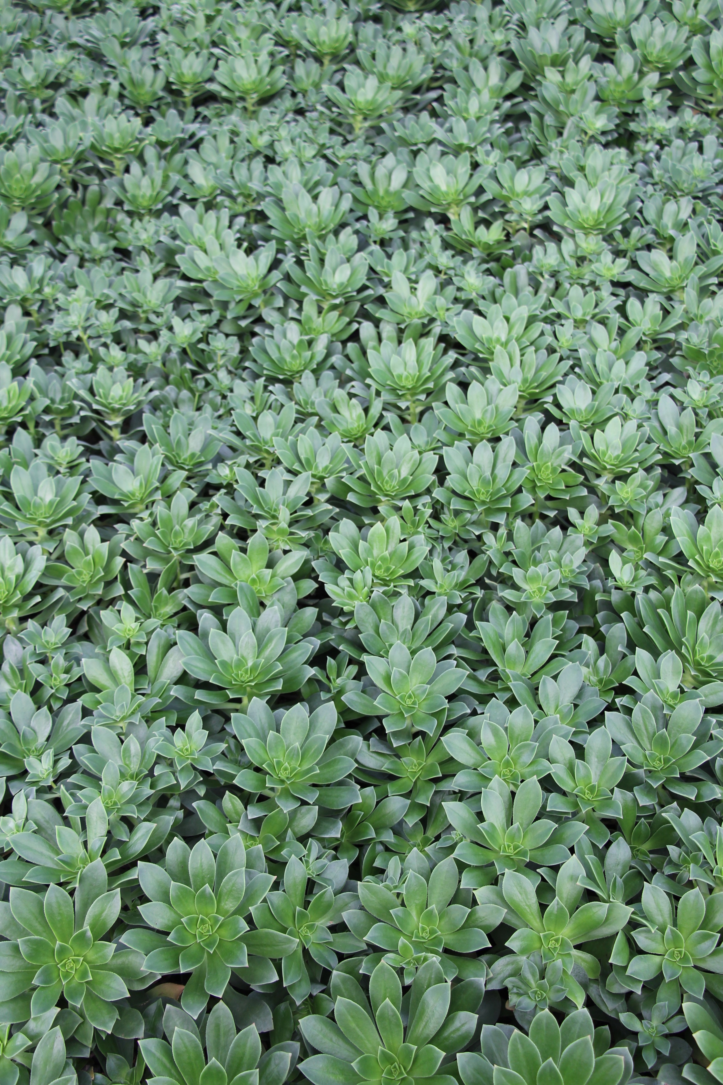 Rancho Vista Nursery in Vista, California. Quality cactus and succulents sold wholesale to the trade and public.
